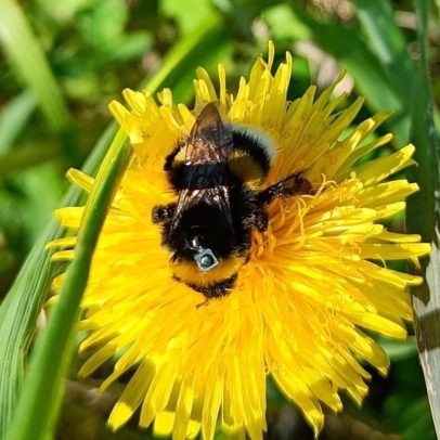 Repelentes de mosquitos podem impedir abelhas-bombus de encontrarem casa