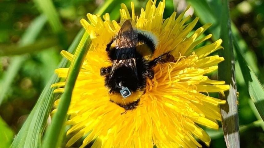 Repelentes de mosquitos podem impedir abelhas-bombus de encontrarem casa