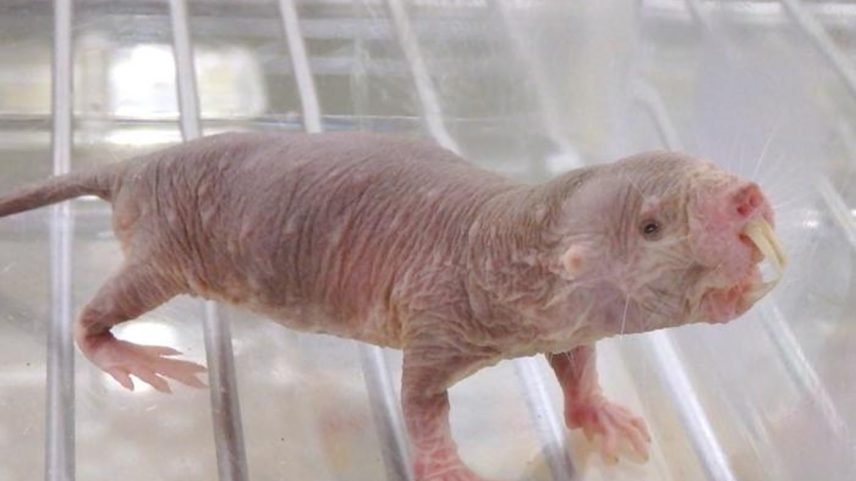 Um rato-toupeira-pelado é criado em laboratório na Universidade de Kumamoto, no Japão
