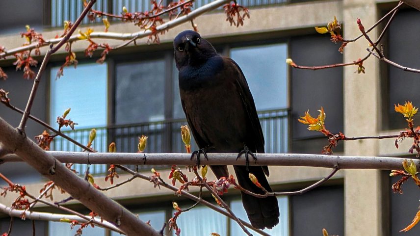 Estudo envolveu 37 espécies de aves urbanas
