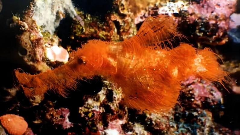 Nova espécie de peixe descoberta pelos cientistas tem focinho alongado e filamentos pelo corpo