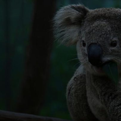 Grande Parque Nacional de Koalas avalia conectividade entre florestas protegidas