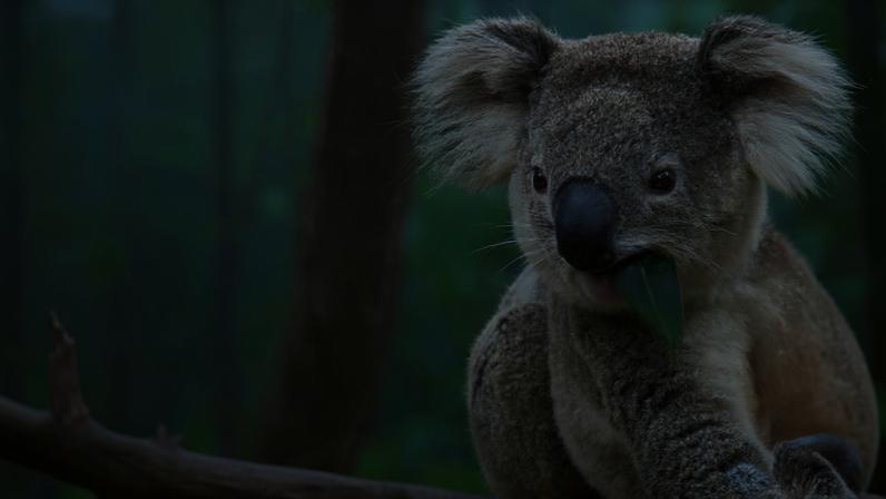 Grande Parque Nacional de Koalas avalia conectividade entre florestas protegidas