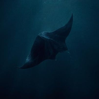 Flórida restringe captura de raias-manta gigantes, mas não proíbe totalmente