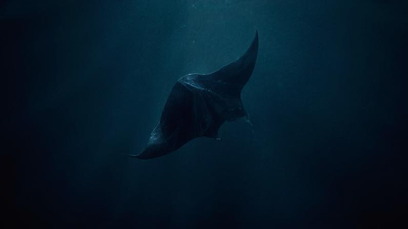 Flórida restringe captura de raias-manta gigantes, mas não proíbe totalmente