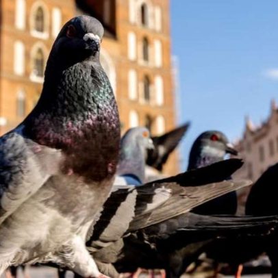 Aves urbanas têm mais medo de mulheres do que de homens, aponta estudo