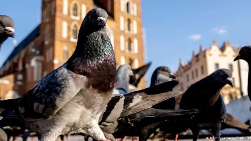 Pombos estão entre as aves urbanas estudadas na pesquisa, conduzida em cinco países europeus