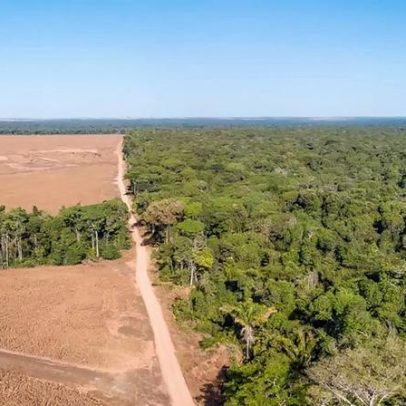 Desmatamento no Brasil cai para menor nível desde 2019