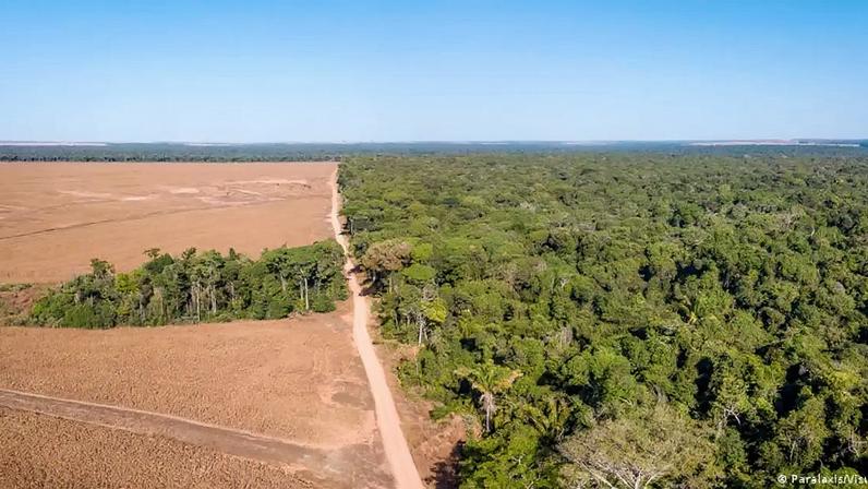 Desmatamento brasileiro se concentra no Cerrado e na Amazônia, provocado quase sempre pela expansão agropecuária