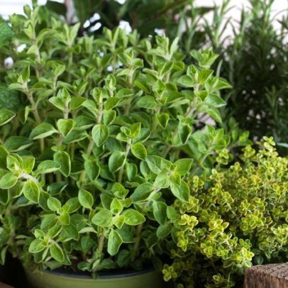Planta simples pode ajudar a melhorar o colesterol e a saúde do coração