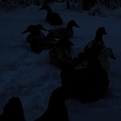 Galinhas nos EUA encontram modo inusitado de se proteger da neve