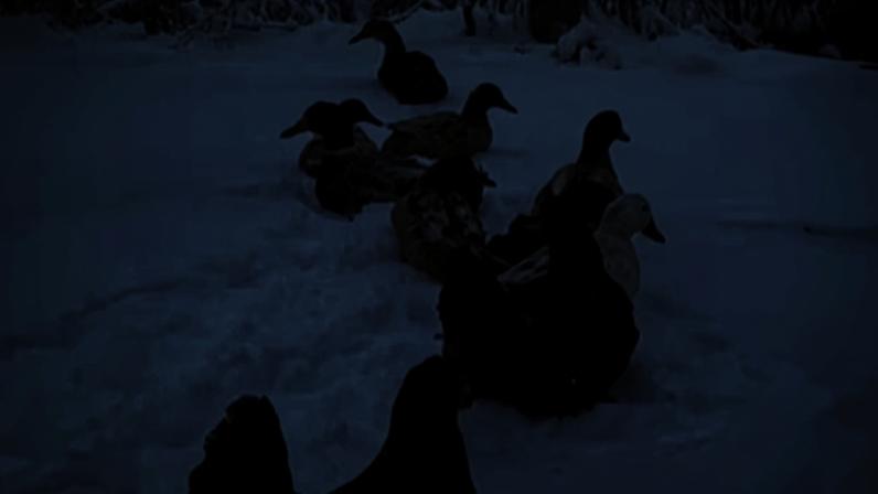 Galinhas nos EUA encontram modo inusitado de se proteger da neve