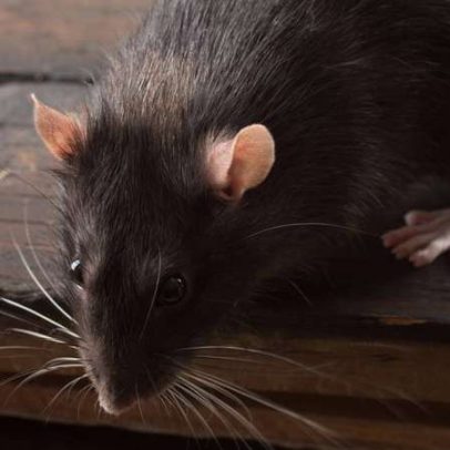 Estratégias eficazes para prevenir e combater infestações de ratos