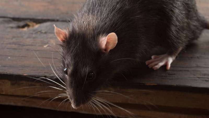 Estudos de vigilância ambiental indicam que espécies como o rato de esgoto (Rattus norvegicus) e o rato de telhado (Rattus rattus) se adaptam rapidamente a diferentes ambientes, desde regiões portuárias até condomínios residenciais – depositphotos.com / aboikis