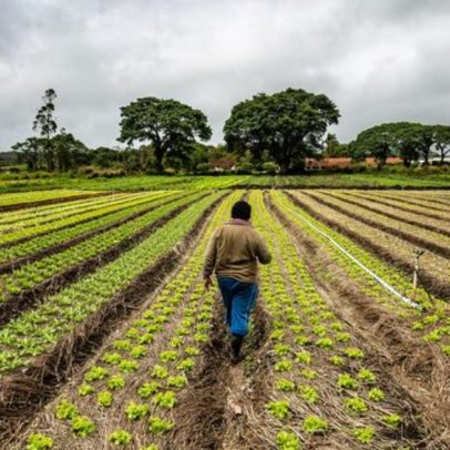 Crédito para 300 mil pequenos produtores até julho, aponta governo