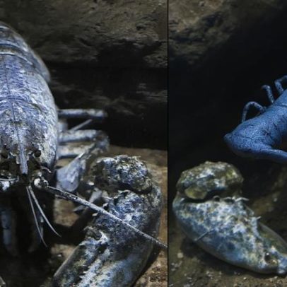 Animais raros e exóticos se destacam por características incomuns
