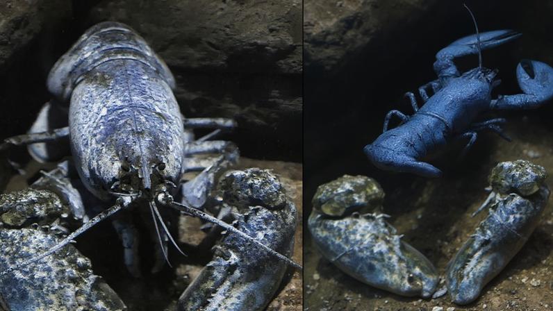 Animais raros e exóticos se destacam por características incomuns
