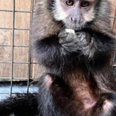 Cativeiro ilegal de macaco-prego leva autuação ambiental no Noroeste Gaúcho
