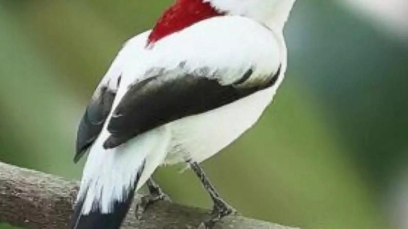 Vida Silvestre Soldadinho-do-Araripe -