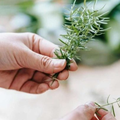 Como plantar alecrim em galhos: é simples, mas é preciso escolher a parte certa