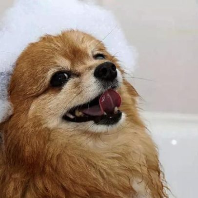Guia prático para dar banho em cachorro em casa com economia e cuidados