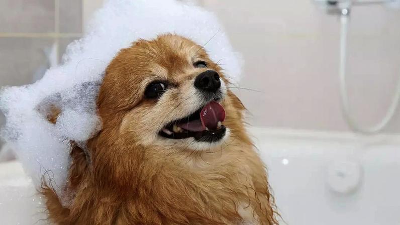 Como dar banho em cachorro em casa: guia prático para economizar sem errar nos cuidados