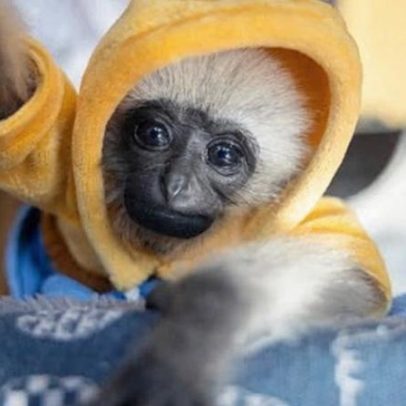 À venda: filhote de gibbon; provável morte da mãe por caçadores