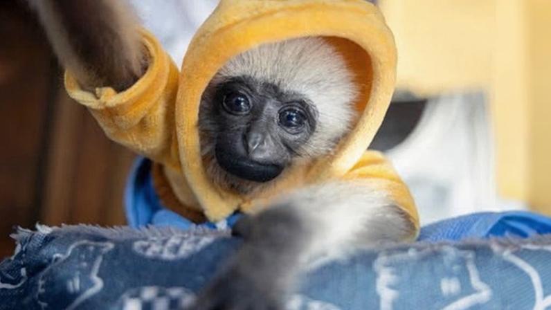 Chokdee, a baby lar gibbon, was found alone by villagers in Chiang Mai province. Photograph: Ana Norman Bermúdez