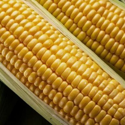 Milho cozido de festa junina: aprenda a receita tradicional