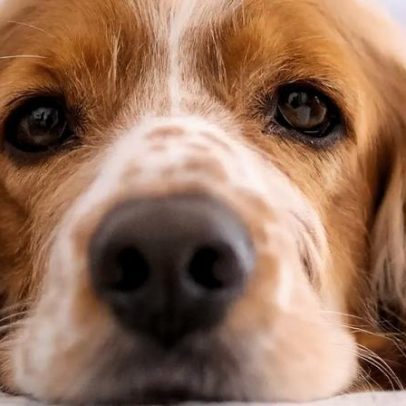 Pets demonstram luto silencioso após perda de companheiro
