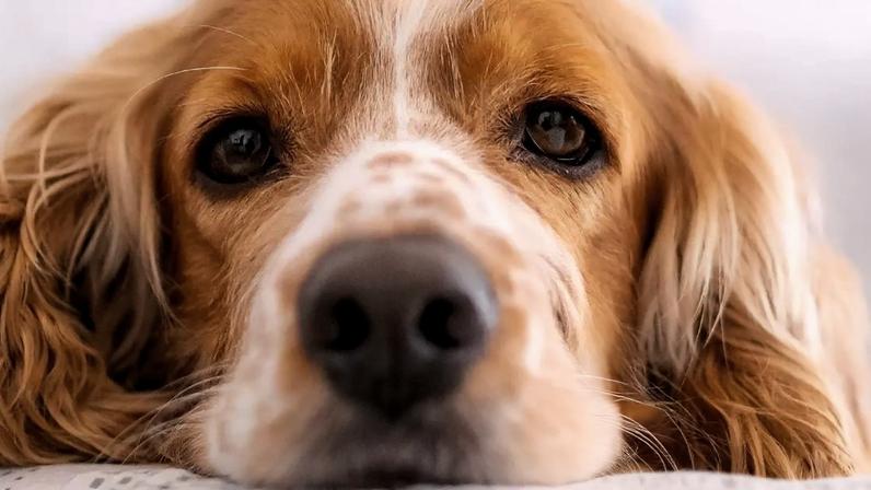 O luto após a perda de um pet é devastadora. Conheça a história de Bobbi