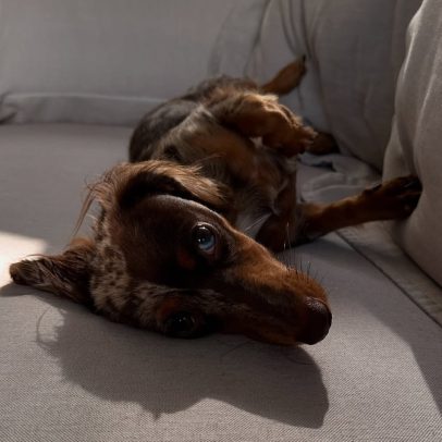 Granola, o cachorro que ajuda na recuperação de Piquerez