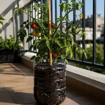 Cultivo de tomate em garrafa PET rende bons resultados em espaços reduzidos