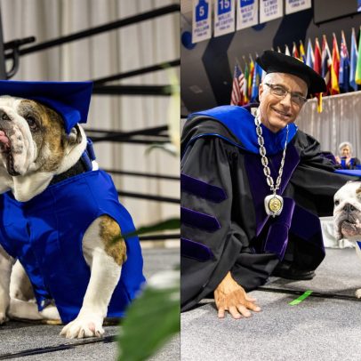 Cão mascote se aposenta com formatura na faculdade nos EUA