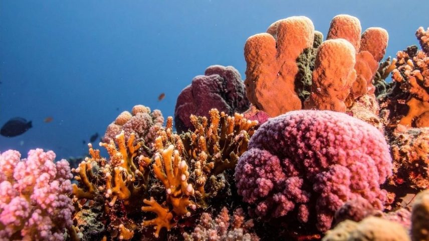 Corais resistentes ao calor podem ajudar recifes sobreviverem ao aquecimento crescente dos oceanos. (Imagem: TrueCreatives via Canva)