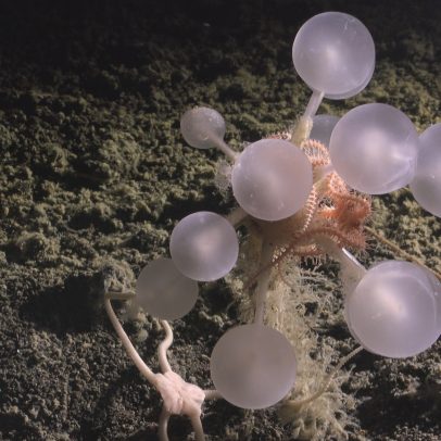 Mais de 1.000 novas espécies marinhas são descobertas, incluindo tubarão-fantasma
