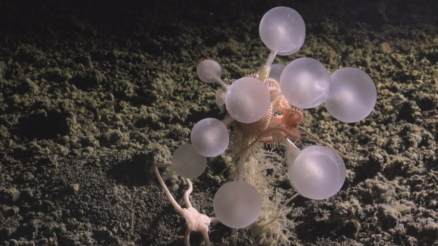 A new species of carnivorous “death ball” sponge from the genus Chondrocladia, discovered off the South Sandwich Islands. Image courtesy of ROV SuBastian/Schmidt Ocean Institute.