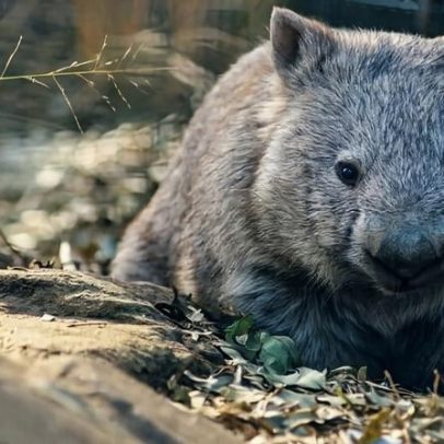 Ponte sobre rodovia australiana reconecta floresta para quolls, coalas e animais