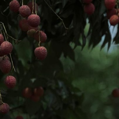 Como cultivar lichia no quintal de casa.