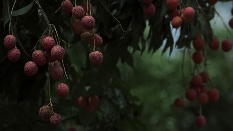 Com o cuidado adequado, a lichieira pode crescer significativamente e continuar a produzir frutos por muitos anos