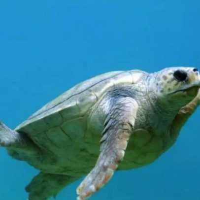 Água salgada, doce ou terra firme: tartarugas, cágados e jabutis