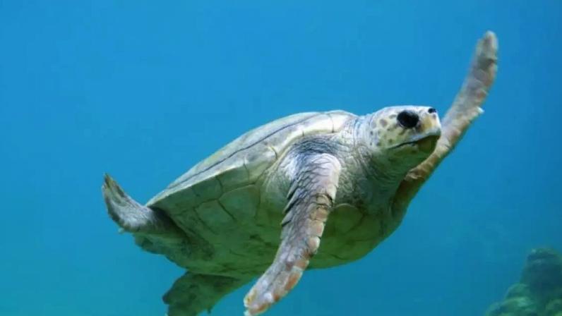 Água salgada, doce ou terra firme: tartarugas, cágados e jabutis