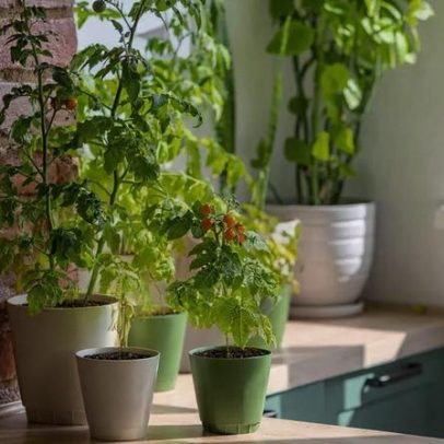 Plantas fáceis de cultivar em casa rendem chás naturais