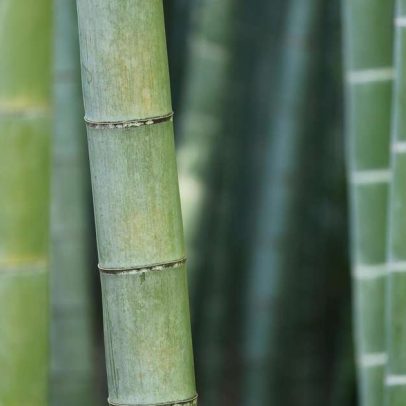 Bambu reúne propriedades que ampliam usos no lar