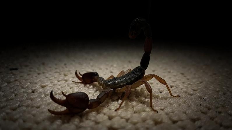 Foto: Imagem Gerada por IA/Magnific / DINO