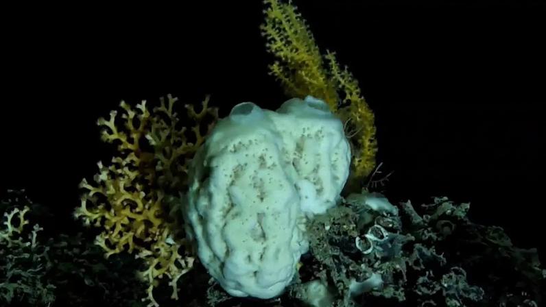 A esponja de águas profundas _Calyx_: simbiose com micróbios é uma parte importante do modo de vida das esponjas marinhas, mas novo estudo mostra que elas e seus parceiros microbianos também usam uma segunda estratégia surpreendente para sobreviver no escuro do fundo do mar PROBIO-DEEP/Fugro
