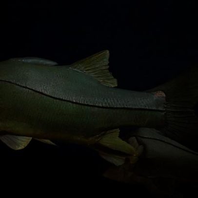 Robalo se destaca entre peixes brasileiros, concorrendo com o salmão