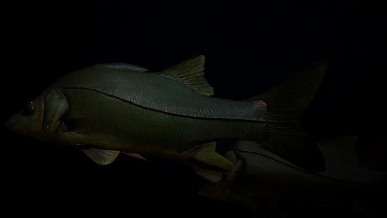 Robalo se destaca entre peixes brasileiros, concorrendo com o salmão