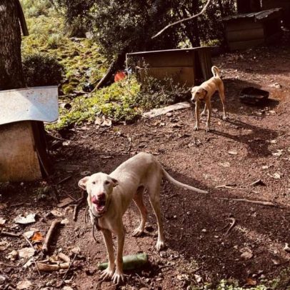 Homem é preso por maus-tratos a 27 cães, javali e ave silvestre no RS
