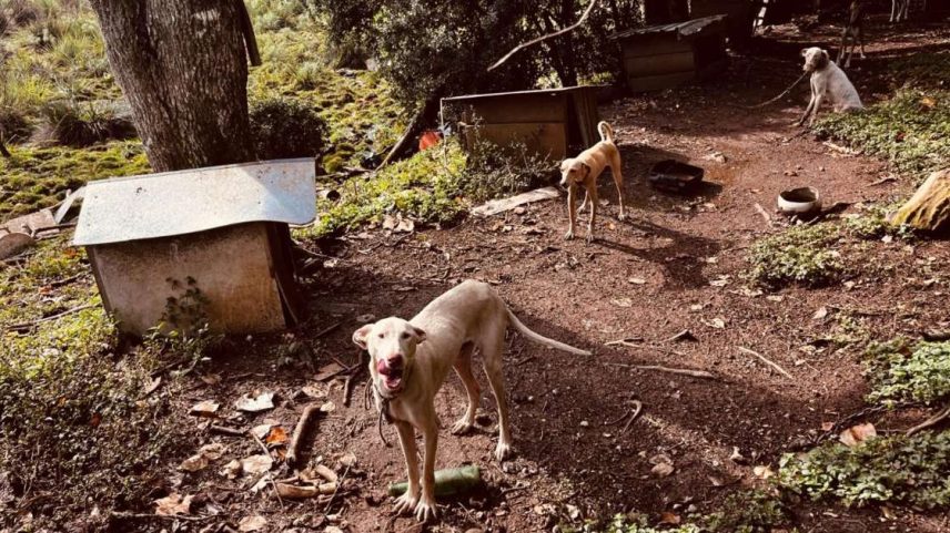 2º Pelotão Ambiental da Brigada Militar de Canela (Patram)/Divulgação / Porto Alegre 24 horas